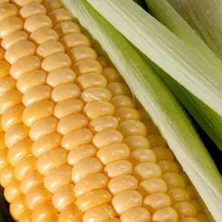 thumbnail for publication: A Review of Fresh Market Sweet Corn Production and Price Trends from 2010 to 2022